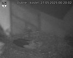 Capi_Dubne_20250527_002002.jpg