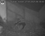 Capi_Dubne_20250527_003002.jpg