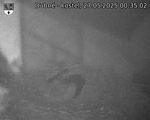 Capi_Dubne_20250527_003502.jpg