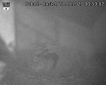 Capi_Dubne_20250527_005002.jpg