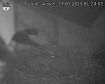 Capi_Dubne_20250527_012002.jpg