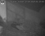 Capi_Dubne_20250527_012503.jpg