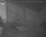 Capi_Dubne_20250527_014502.jpg