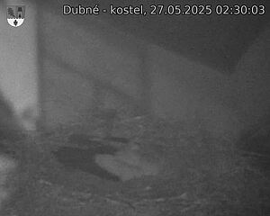 Capi_Dubne_20250527_023003.jpg (1350 x 1080)