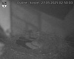 Capi_Dubne_20250527_025003.jpg