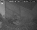 Capi_Dubne_20250527_025502.jpg