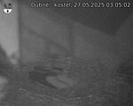 Capi_Dubne_20250527_030502.jpg