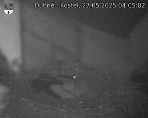 Capi_Dubne_20250527_040502.jpg (1350 x 1080)