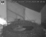 Capi_Dubne_20250527_041002.jpg