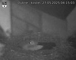 Capi_Dubne_20250527_041503.jpg