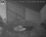 Capi_Dubne_20250527_042002.jpg