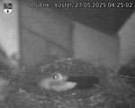 Capi_Dubne_20250527_042502.jpg