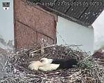 Capi_Dubne_20250527_050003.jpg