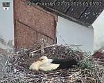 Capi_Dubne_20250527_050502.jpg