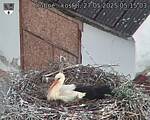 Capi_Dubne_20250527_051503.jpg