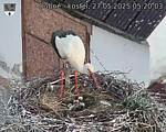 Capi_Dubne_20250527_052003.jpg