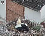 Capi_Dubne_20250527_052503.jpg