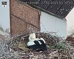 Capi_Dubne_20250527_053003.jpg