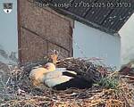 Capi_Dubne_20250527_053503.jpg