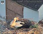 Capi_Dubne_20250527_054003.jpg