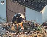 Capi_Dubne_20250527_054503.jpg