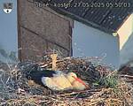 Capi_Dubne_20250527_055003.jpg