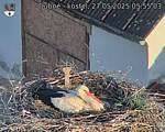 Capi_Dubne_20250527_055503.jpg