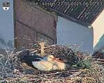 Capi_Dubne_20250527_060003.jpg