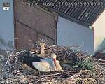 Capi_Dubne_20250527_060503.jpg