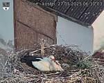 Capi_Dubne_20250527_061003.jpg