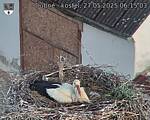 Capi_Dubne_20250527_061503.jpg