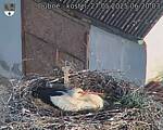 Capi_Dubne_20250527_062003.jpg