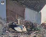 Capi_Dubne_20250527_062503.jpg