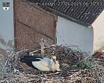 Capi_Dubne_20250527_063003.jpg
