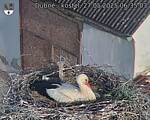 Capi_Dubne_20250527_063503.jpg