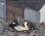 Capi_Dubne_20250527_064003.jpg