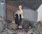 Capi_Dubne_20250527_064503.jpg