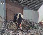 Capi_Dubne_20250527_065003.jpg