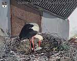 Capi_Dubne_20250527_065503.jpg