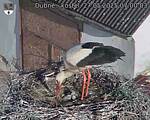 Capi_Dubne_20250527_070003.jpg
