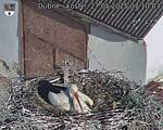 Capi_Dubne_20250527_071003.jpg