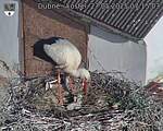 Capi_Dubne_20250527_071503.jpg