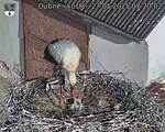 Capi_Dubne_20250527_072002.jpg