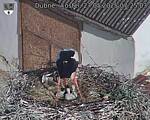 Capi_Dubne_20250527_072503.jpg