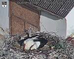 Capi_Dubne_20250527_073003.jpg