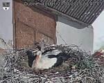 Capi_Dubne_20250527_074003.jpg