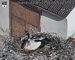 Capi_Dubne_20250527_074503.jpg