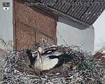 Capi_Dubne_20250527_075003.jpg