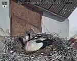 Capi_Dubne_20250527_080003.jpg