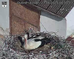 Capi_Dubne_20250527_080003.jpg (1350 x 1080)